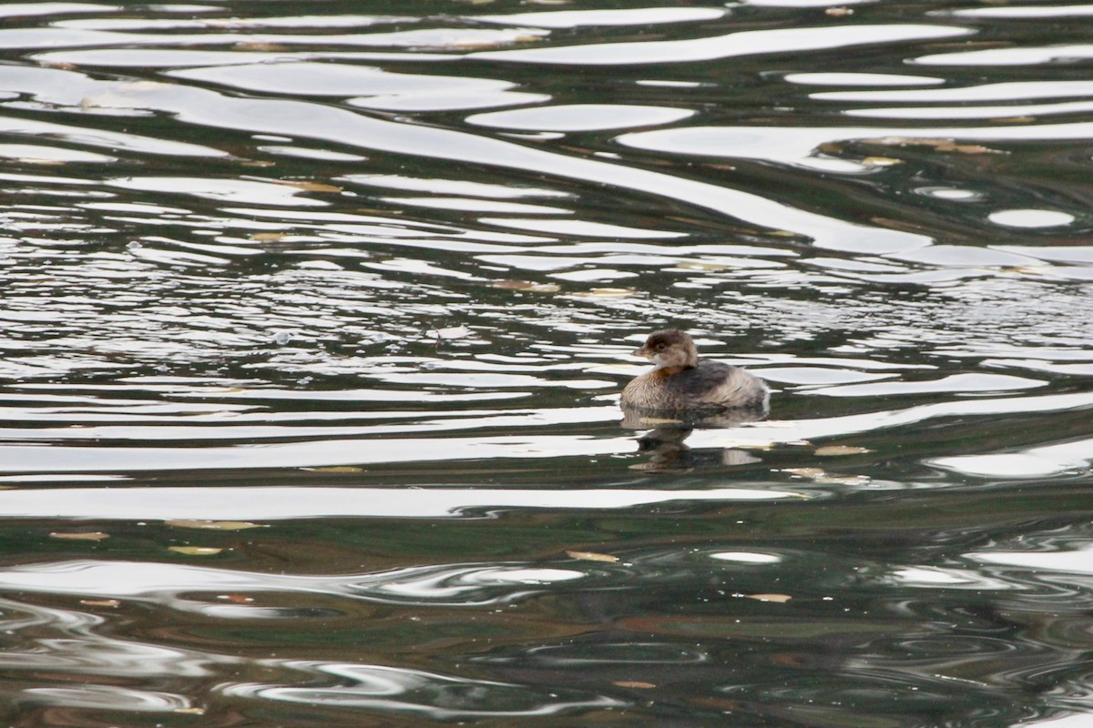 Pied-billed Grebe - ML433454871