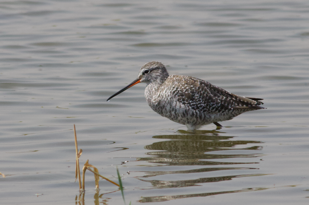 Spotted Redshank - ML433455391