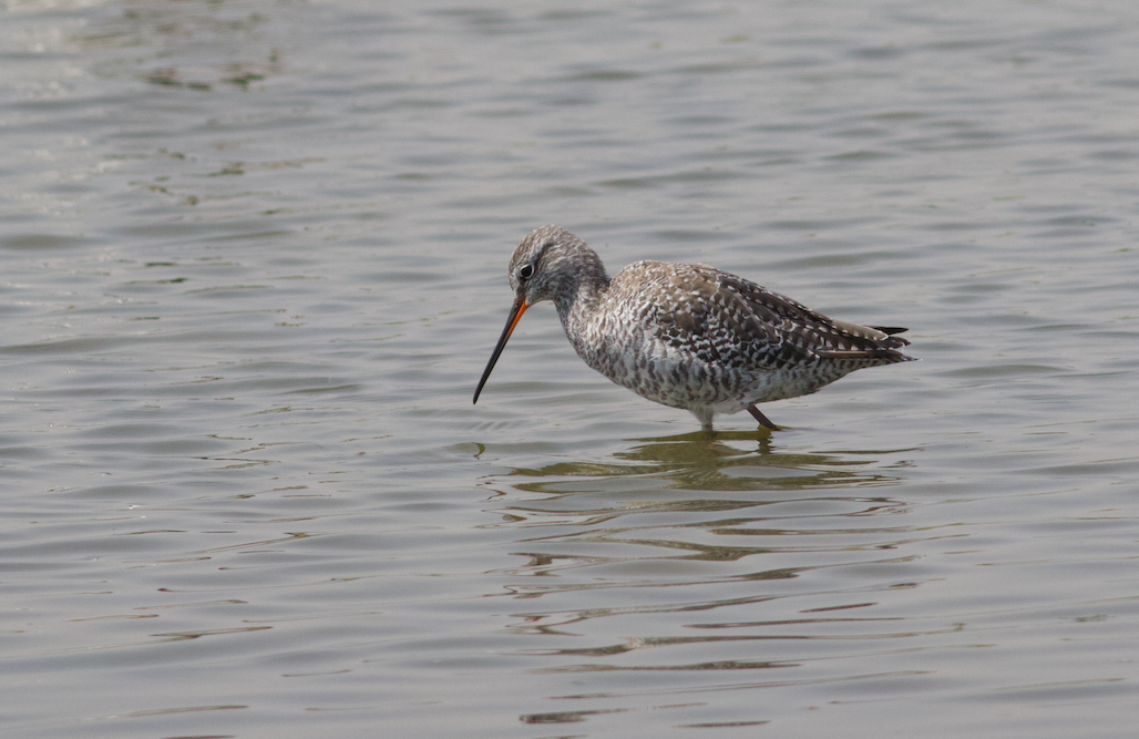 Spotted Redshank - ML433455401