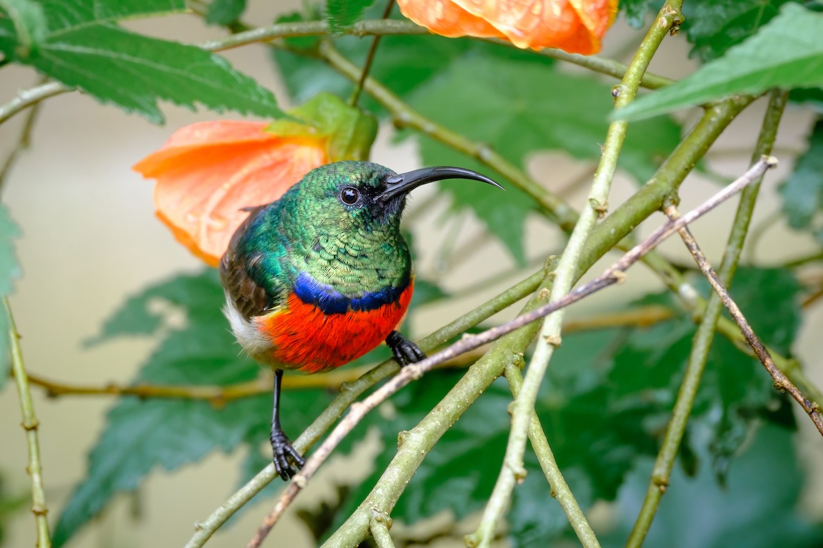 Greater Double-collared Sunbird - Andrew Black