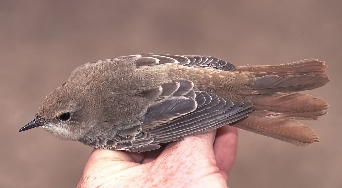 Common Nightingale (golzii) - Arend Wassink