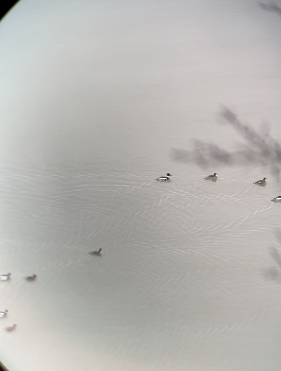 Red-breasted Merganser - ML433457081