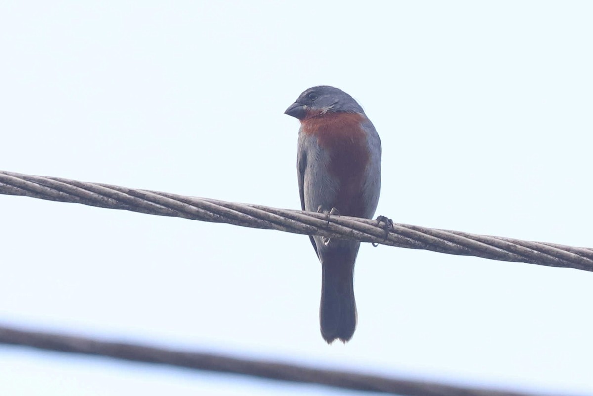 Chestnut-bellied Seedeater - ML433457681