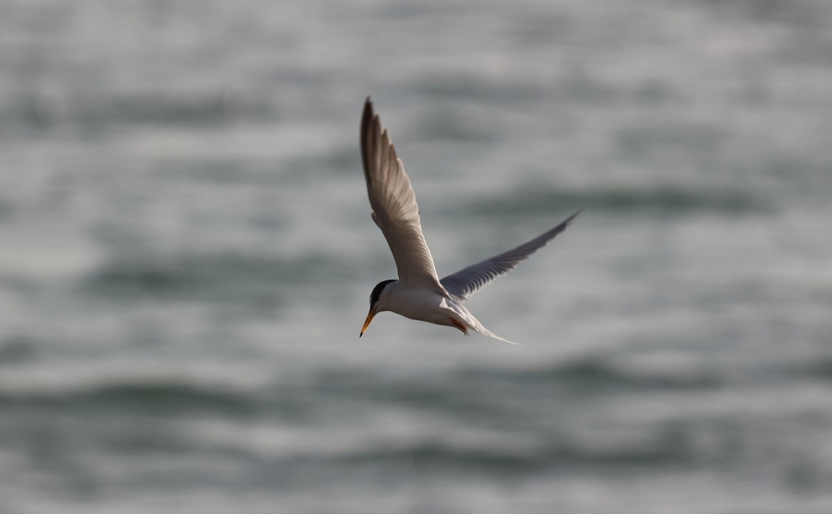 Little Tern - ML433458371