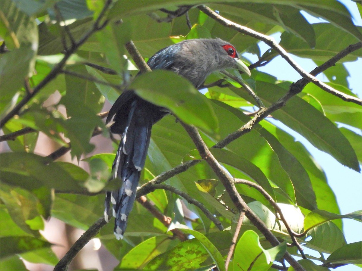 Black-bellied Malkoha - Tuck Hong Tang