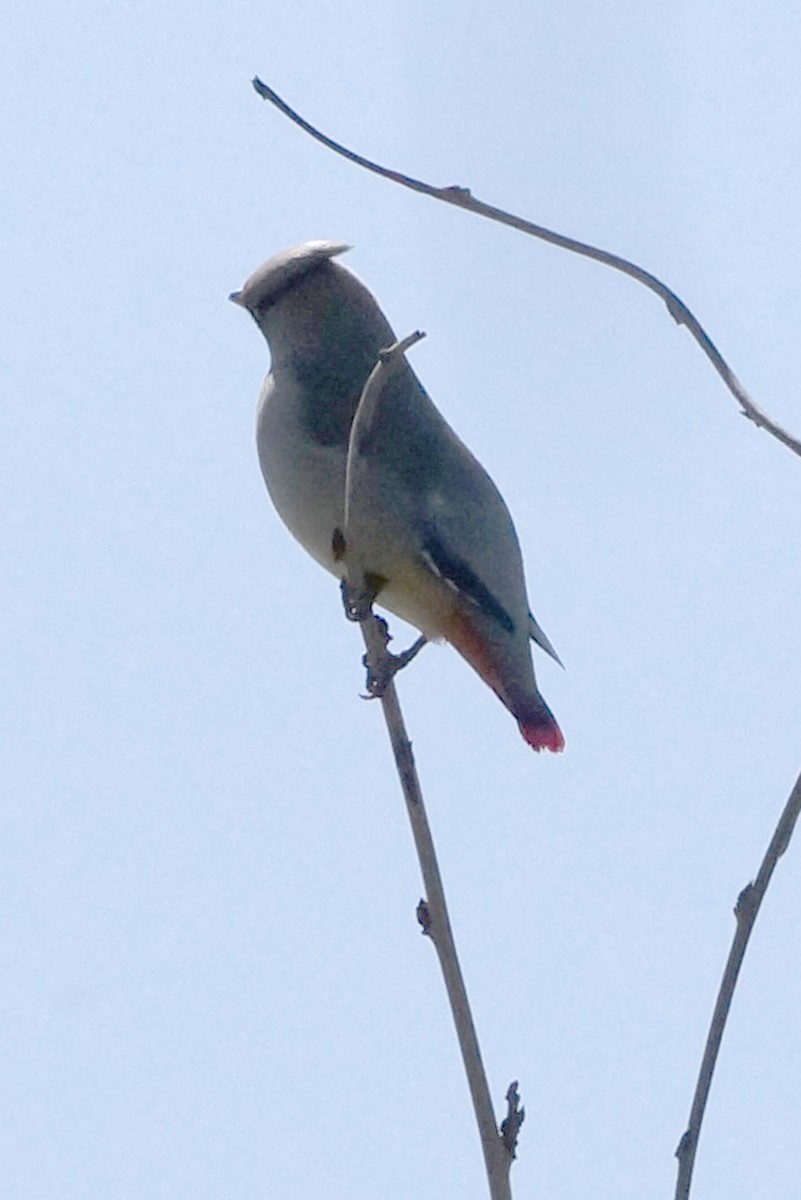 Japanese Waxwing - ML433459311