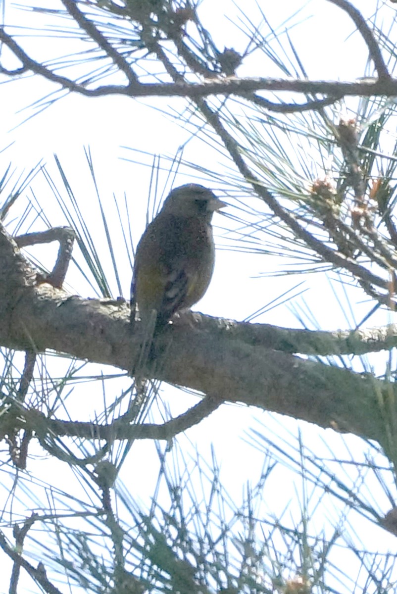 Oriental Greenfinch - ML433459431