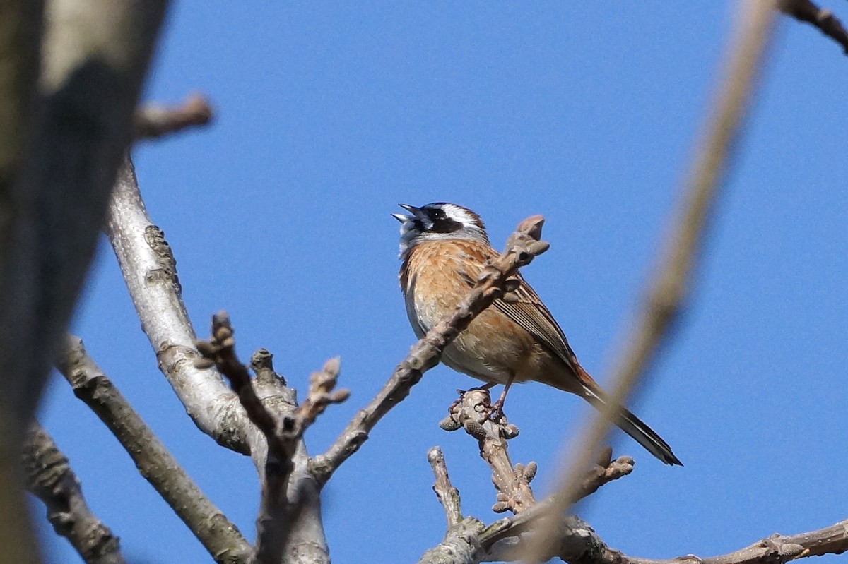 גיבתון חום-חזה - ML433459671