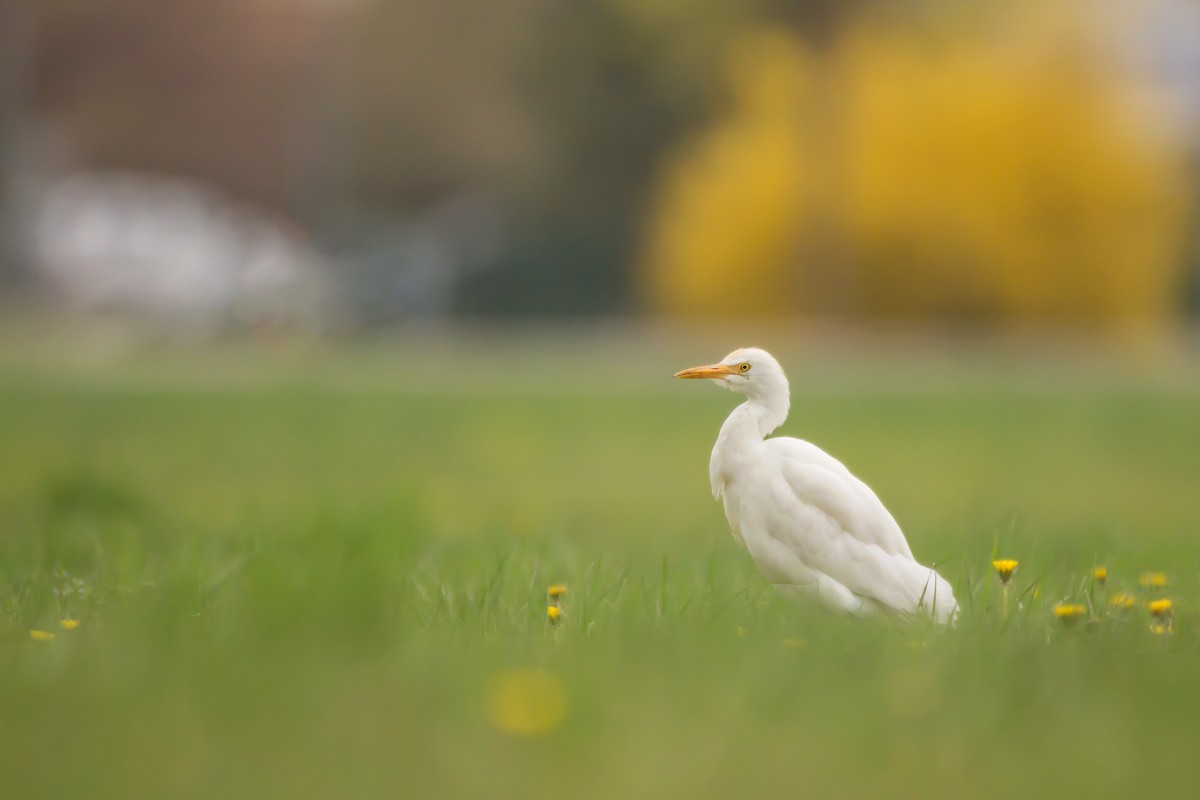 Western Cattle-Egret - ML433460261