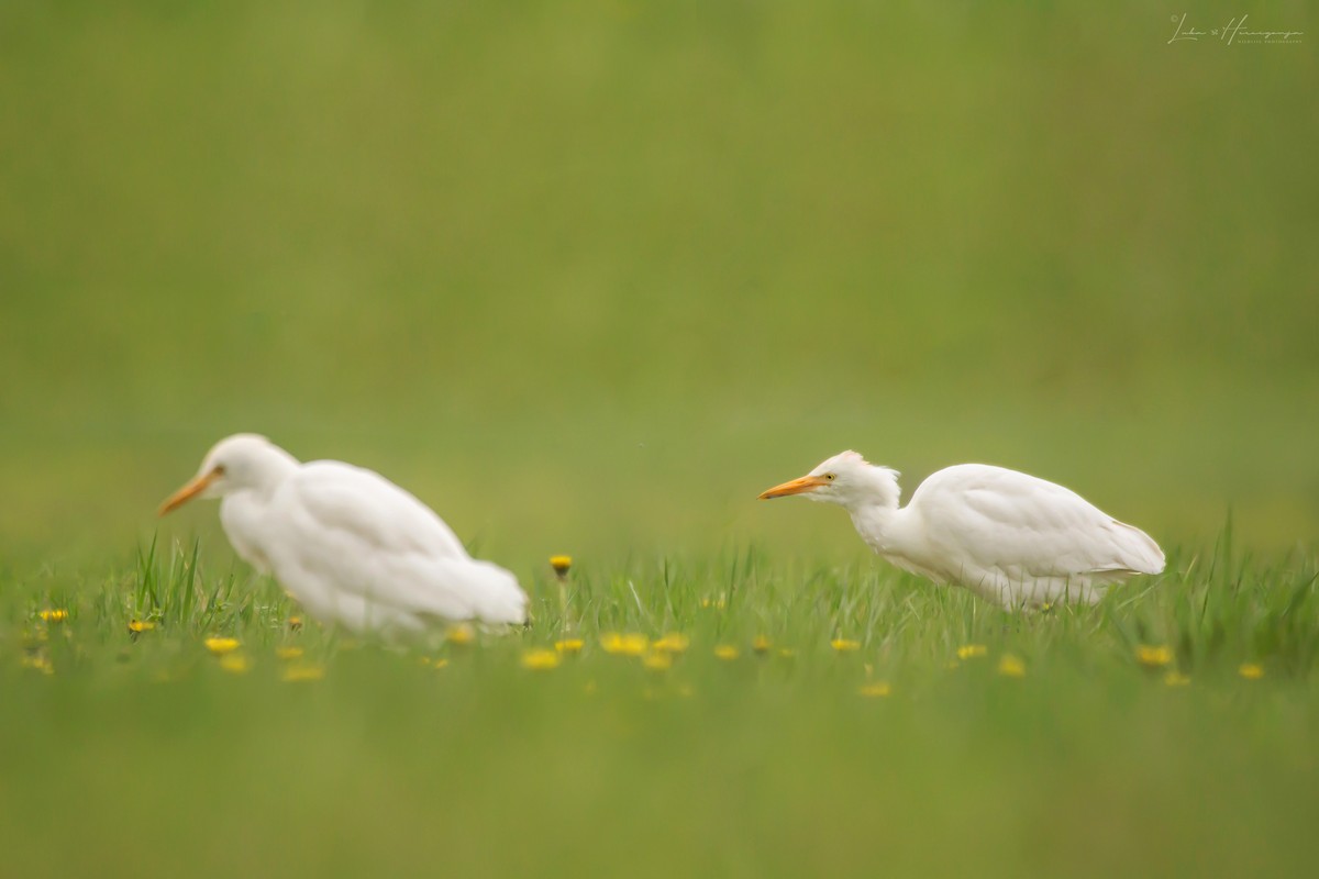 Western Cattle-Egret - ML433460281