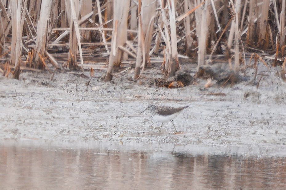 Green Sandpiper - ML433460831