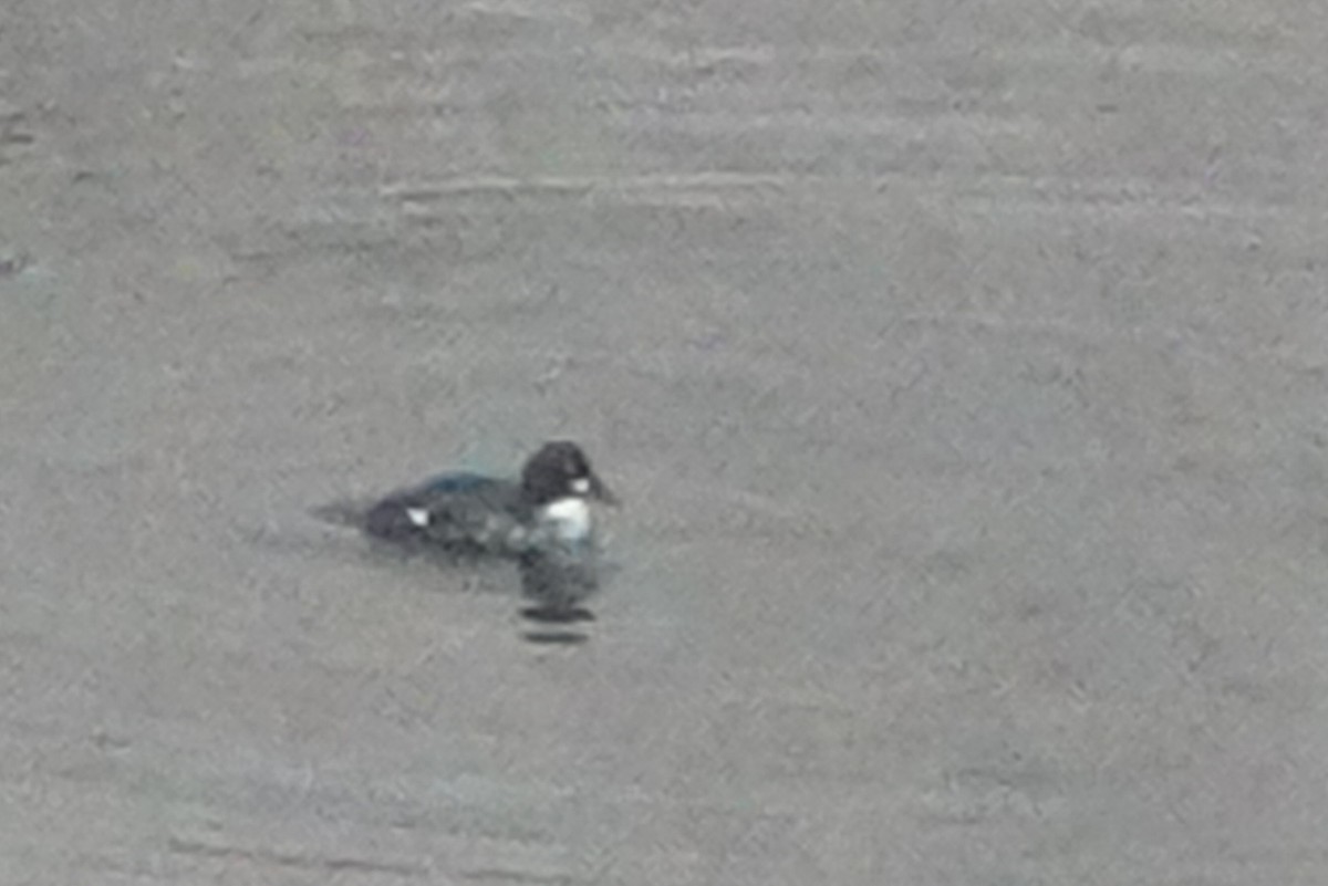 Common Goldeneye - ML433462061