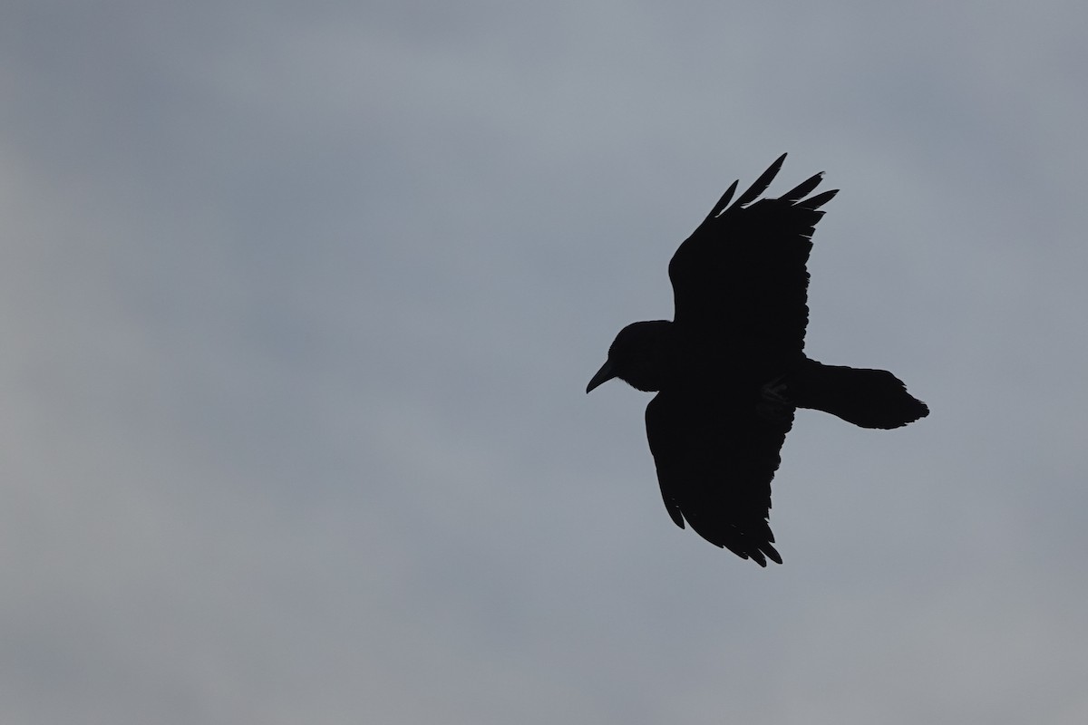 Common Raven - ML433462091