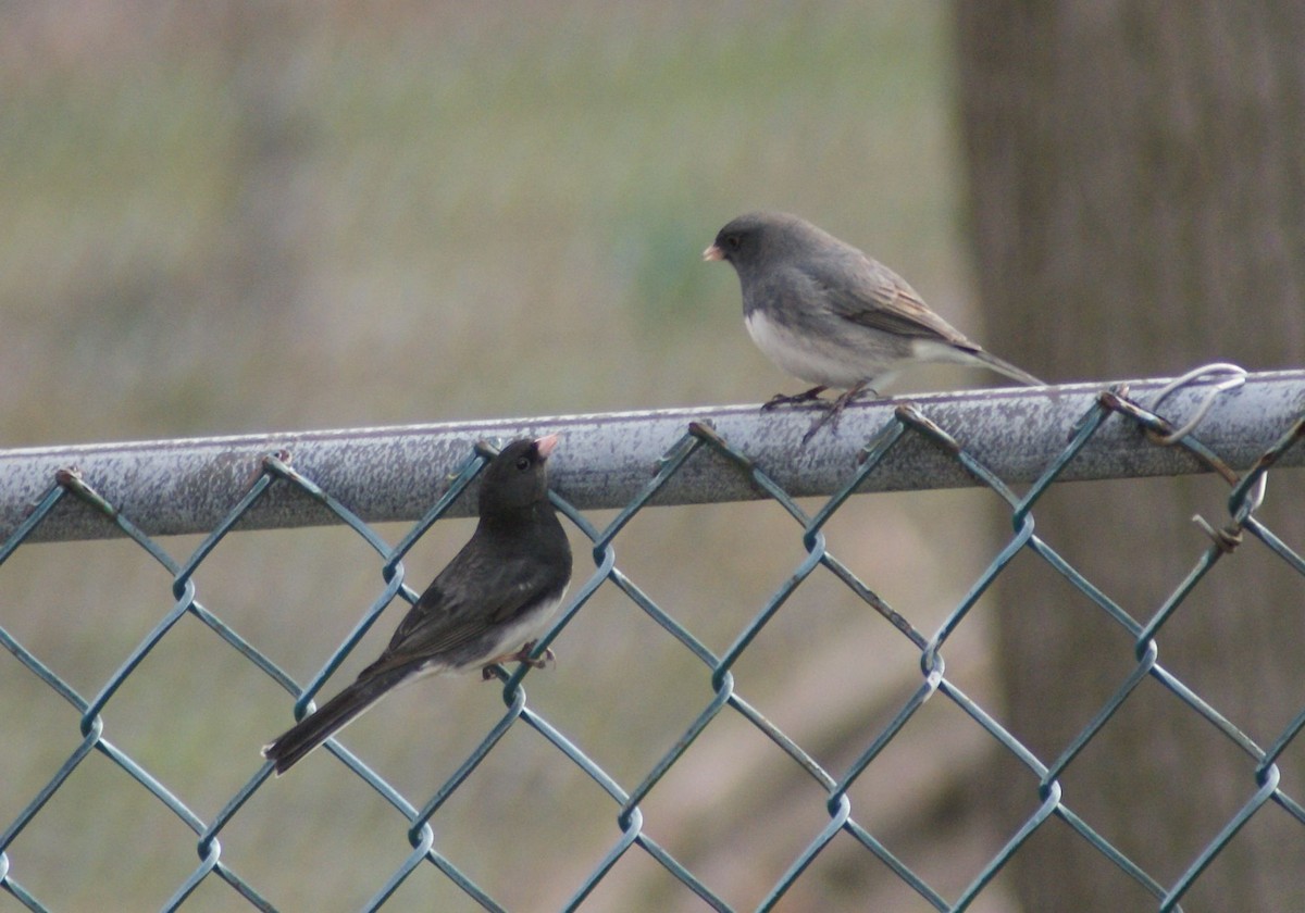 Dark-eyed Junco - ML433462651