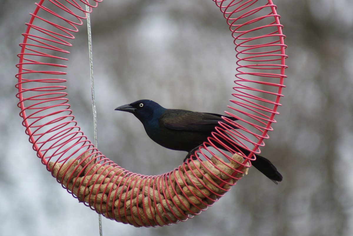 Common Grackle - ML433464181