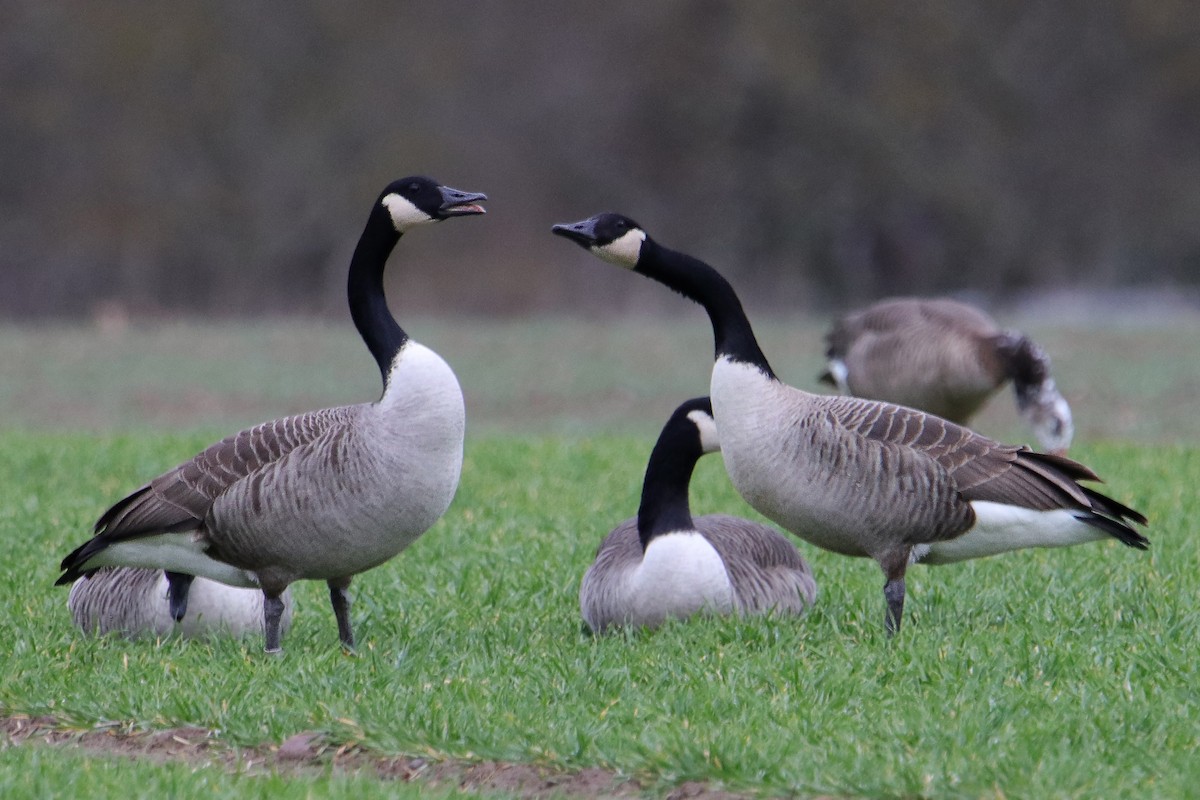 Canada Goose - ML433464761