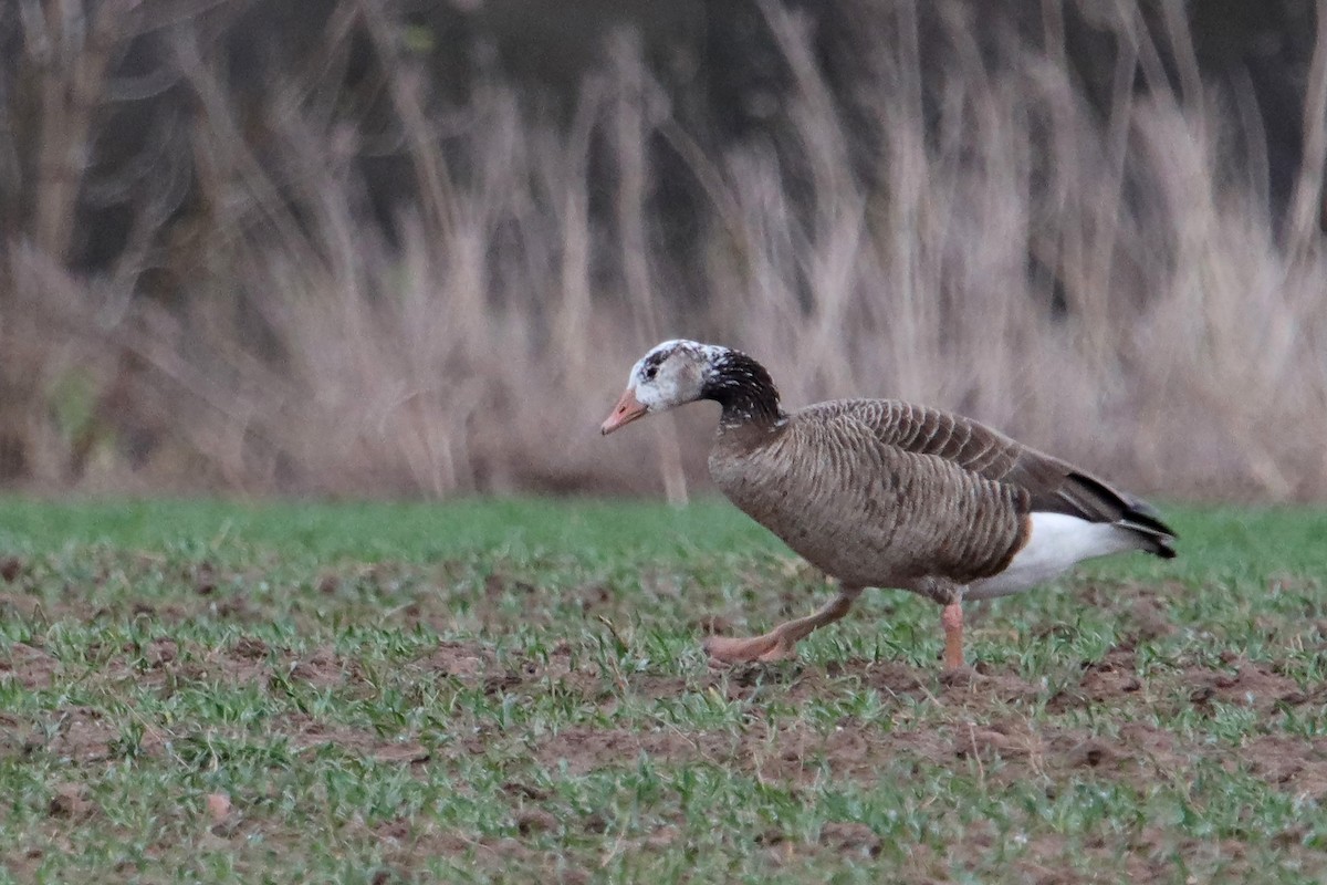 Graylag x Canada Goose (hybrid) - ML433464871