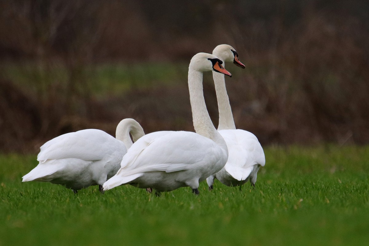 Mute Swan - ML433465001