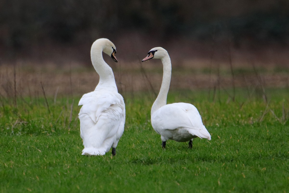 Mute Swan - ML433465011