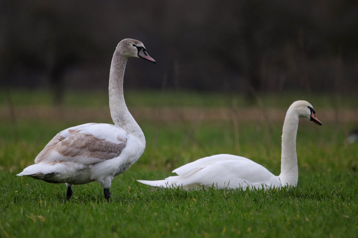 Mute Swan - ML433465021