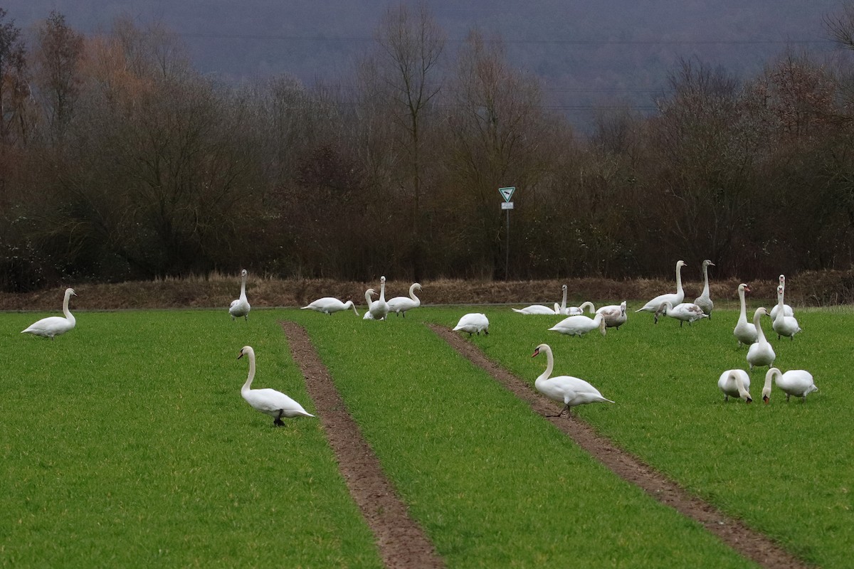 Mute Swan - ML433465071