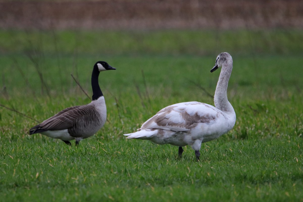 Mute Swan - Silas Würfl