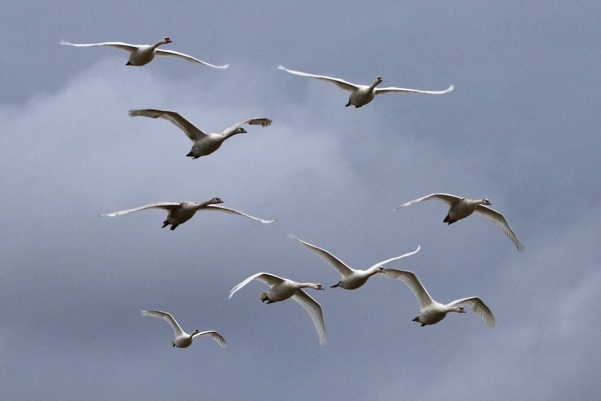 Mute Swan - ML433465121