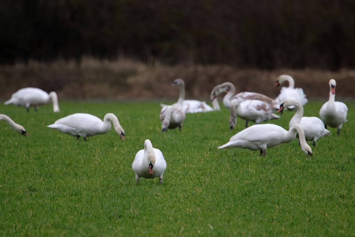 Mute Swan - ML433465141