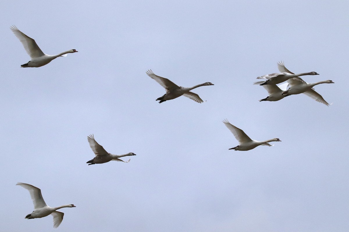 Mute Swan - ML433465191