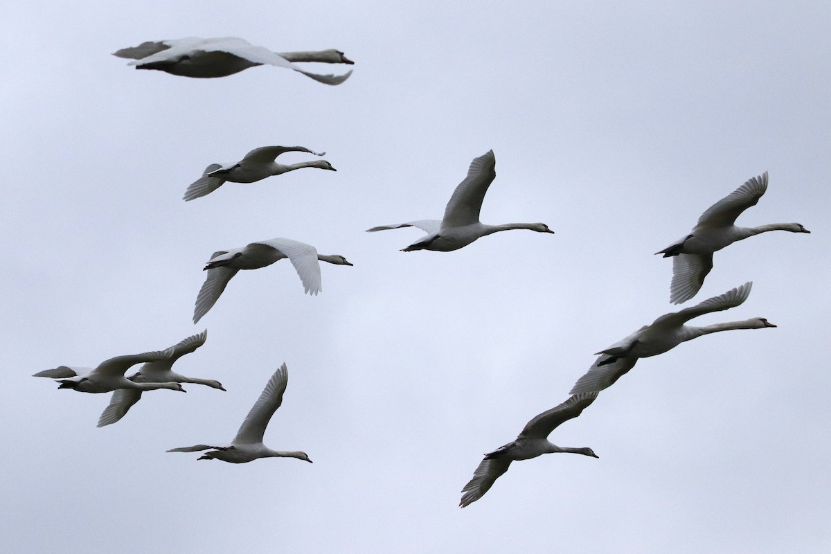 Mute Swan - ML433465231