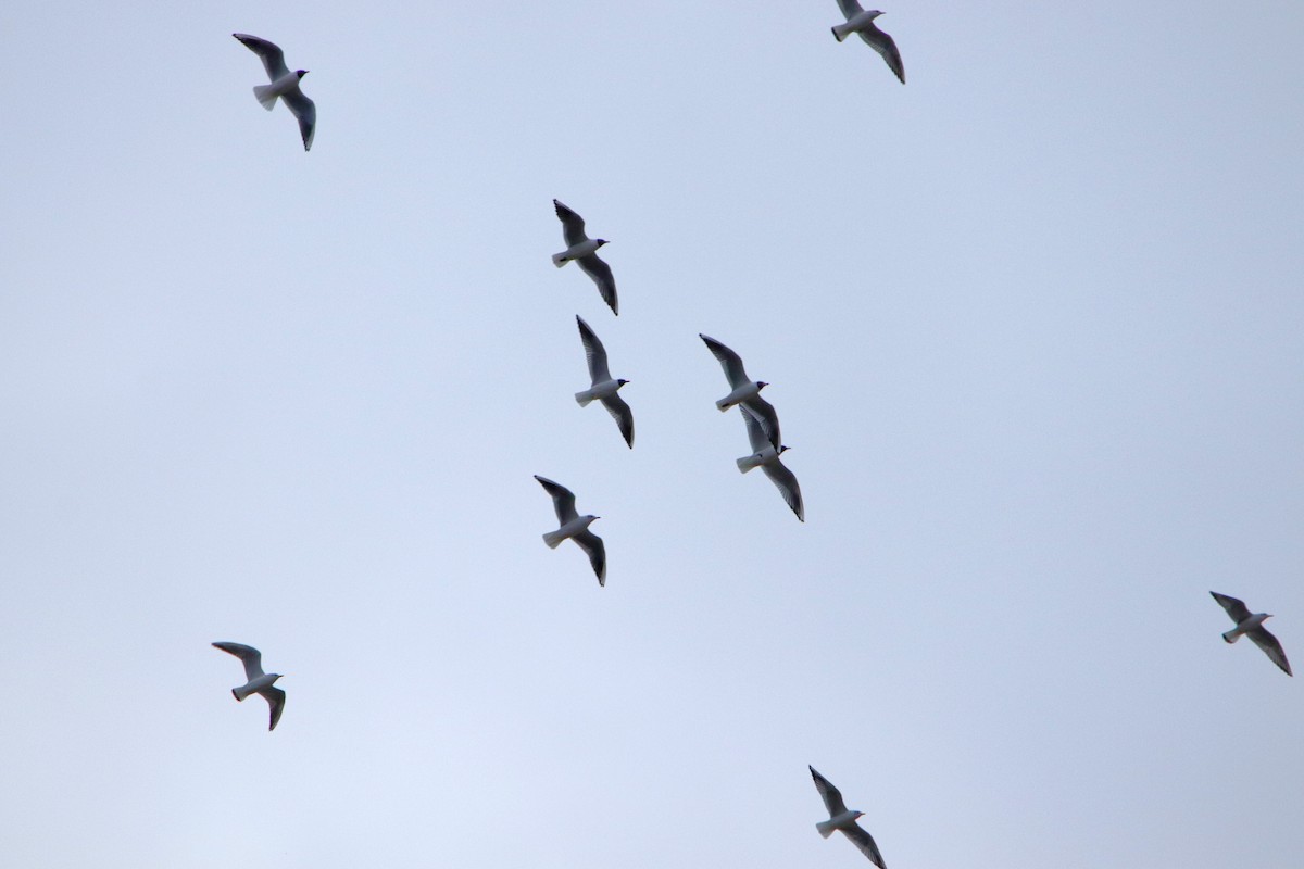 Black-headed Gull - ML433465361