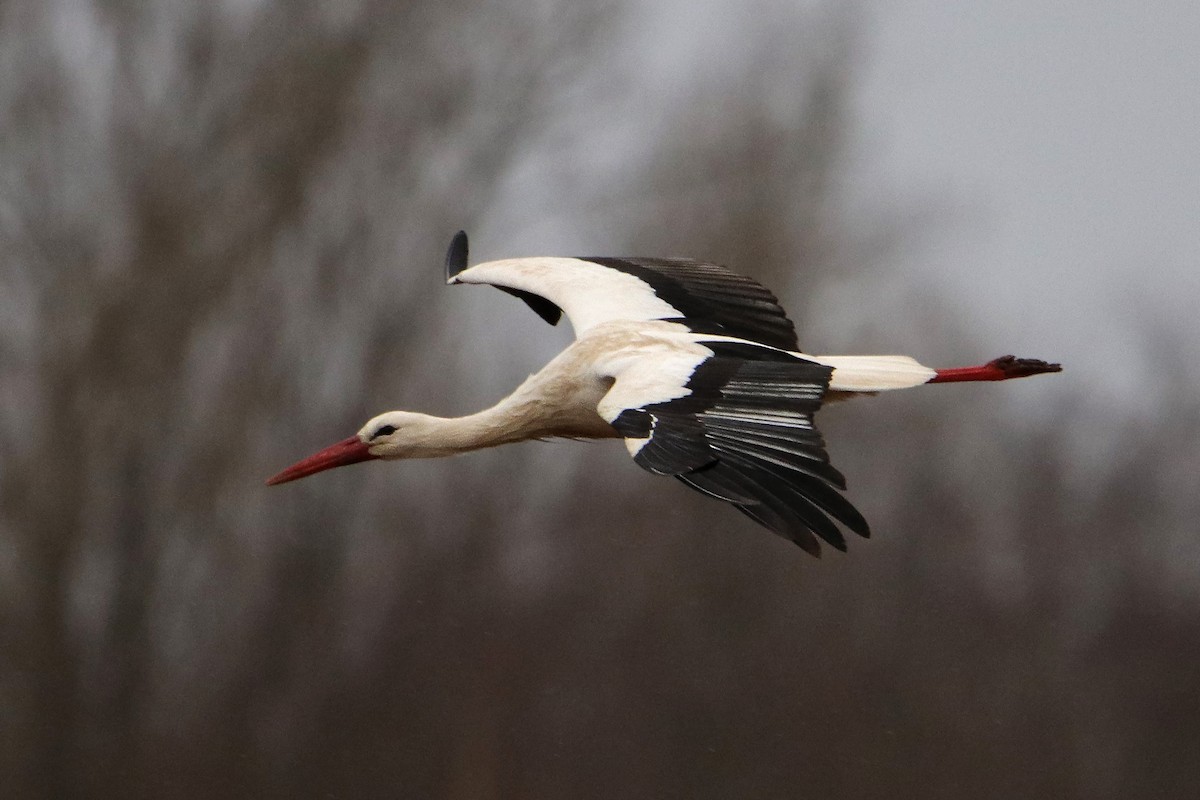 White Stork - ML433465421