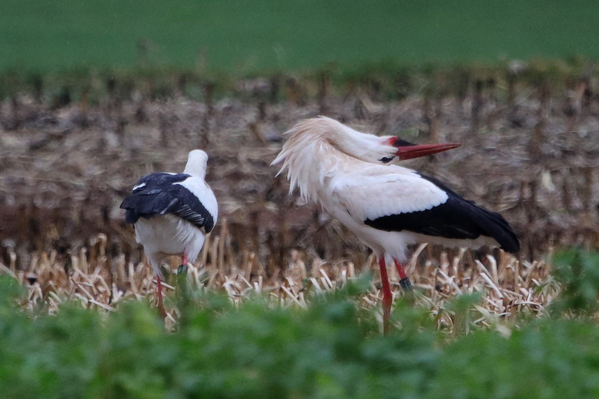 White Stork - Silas Würfl