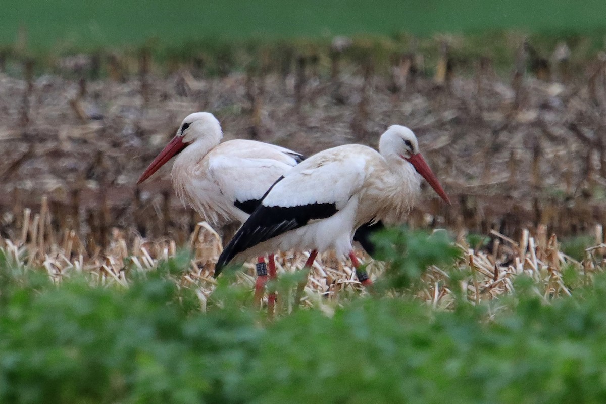 White Stork - Silas Würfl