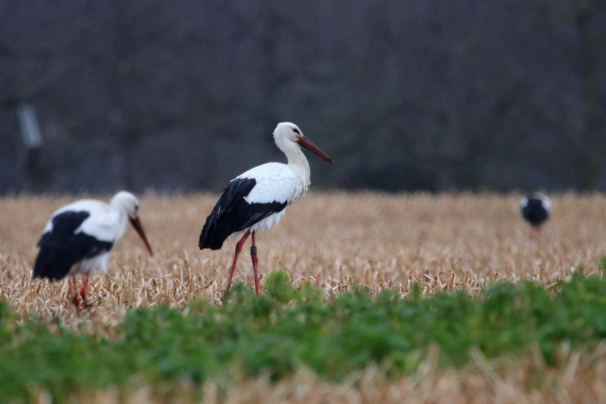 White Stork - ML433465541