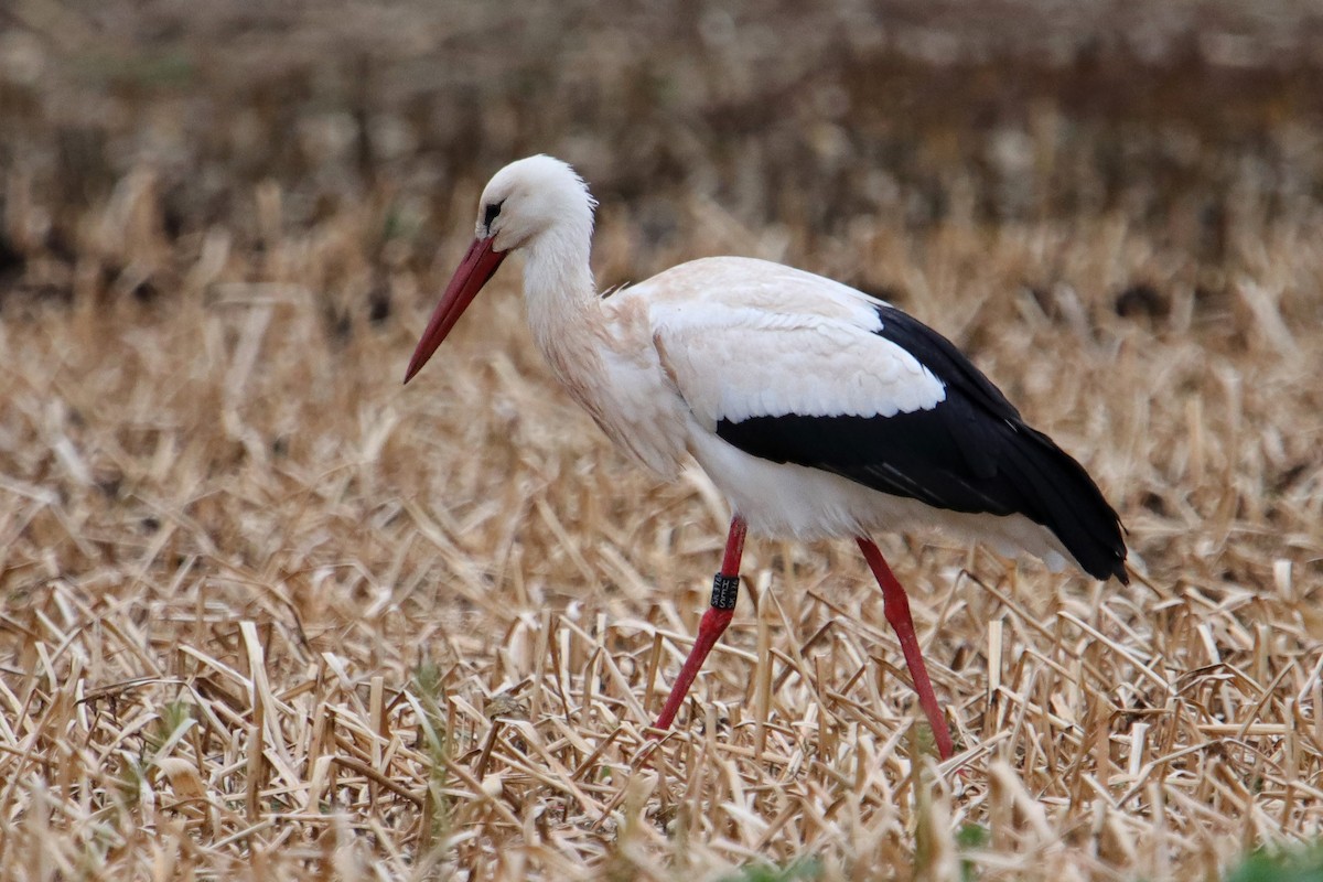 White Stork - ML433465651