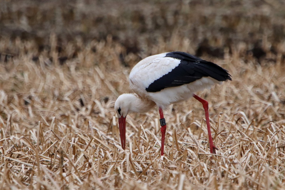 White Stork - ML433465671