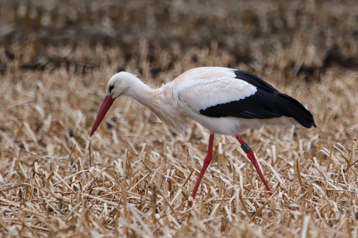 White Stork - ML433465711