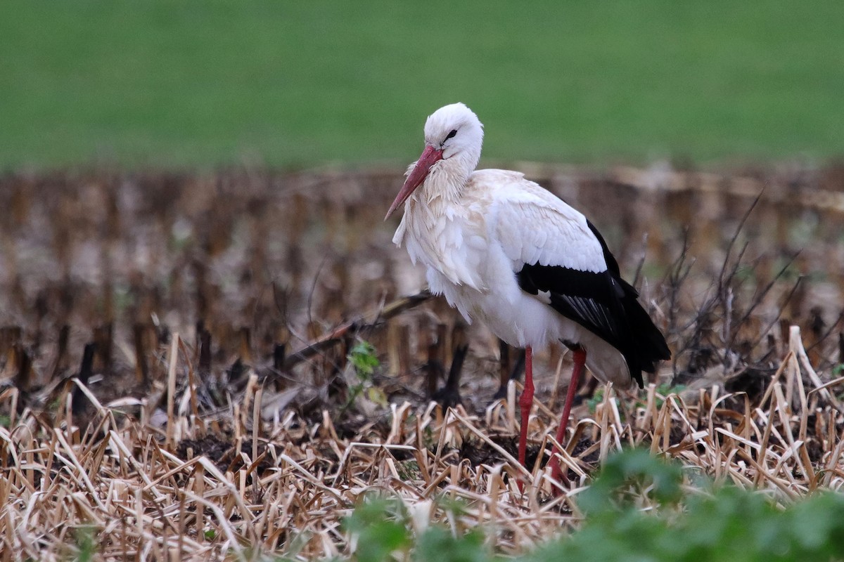 White Stork - ML433465731