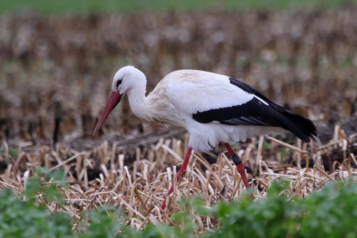 White Stork - ML433465791