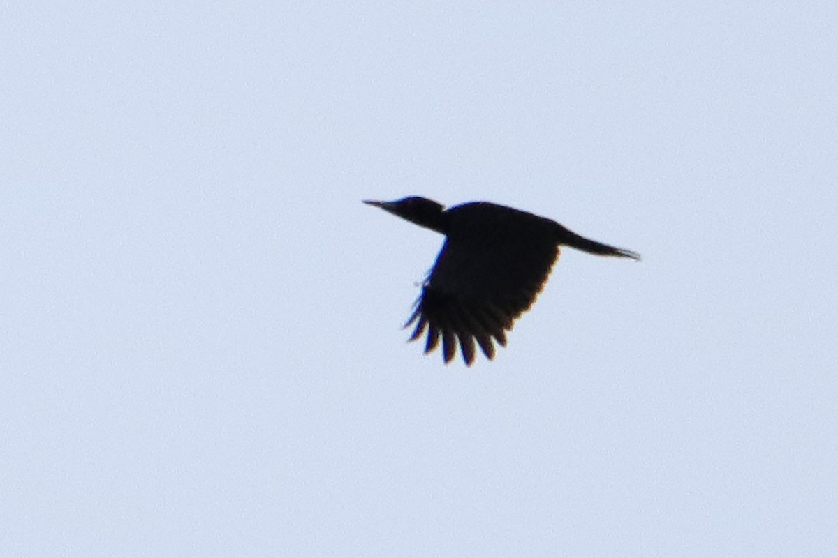 Black Woodpecker - ML433465891