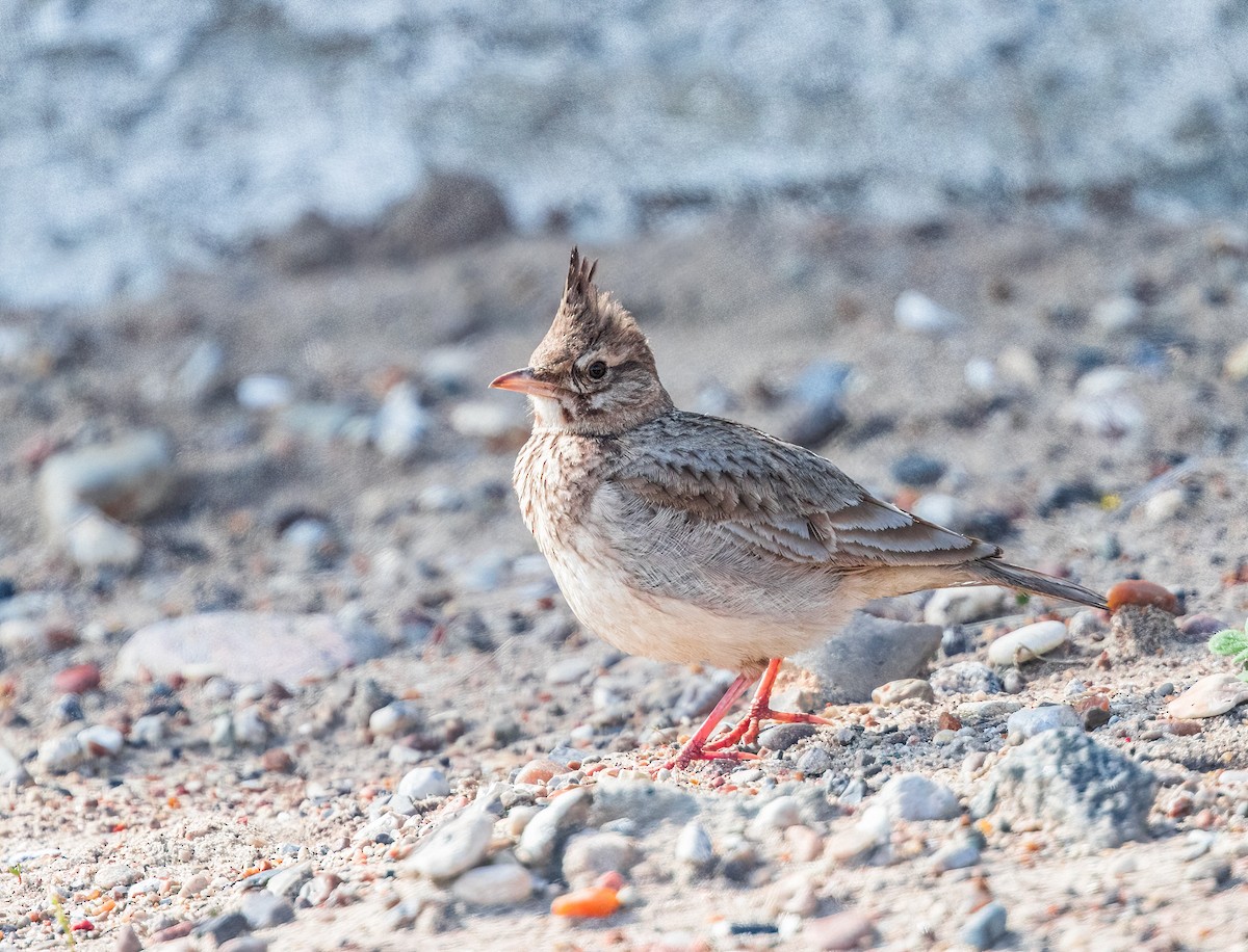 Crested Lark - ML433466441