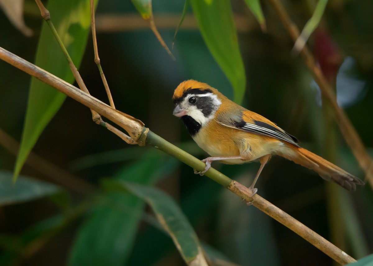 Black-throated Parrotbill (Black-eared) - Ayuwat Jearwattanakanok