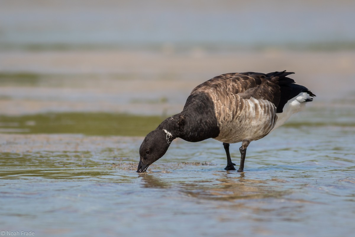 Branta musubeltza (hrota) - ML43346941