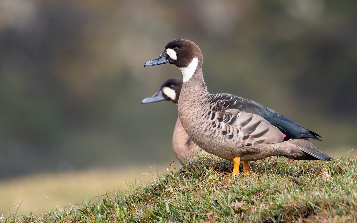 Spectacled Duck - ML433469971