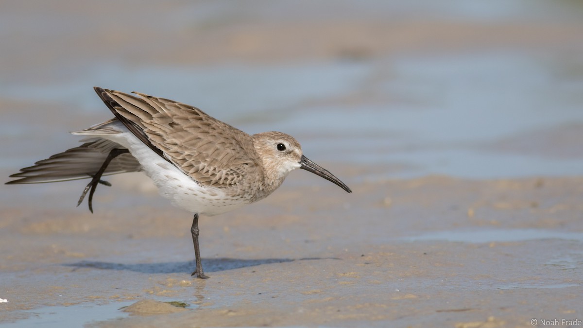 Dunlin - ML43347041