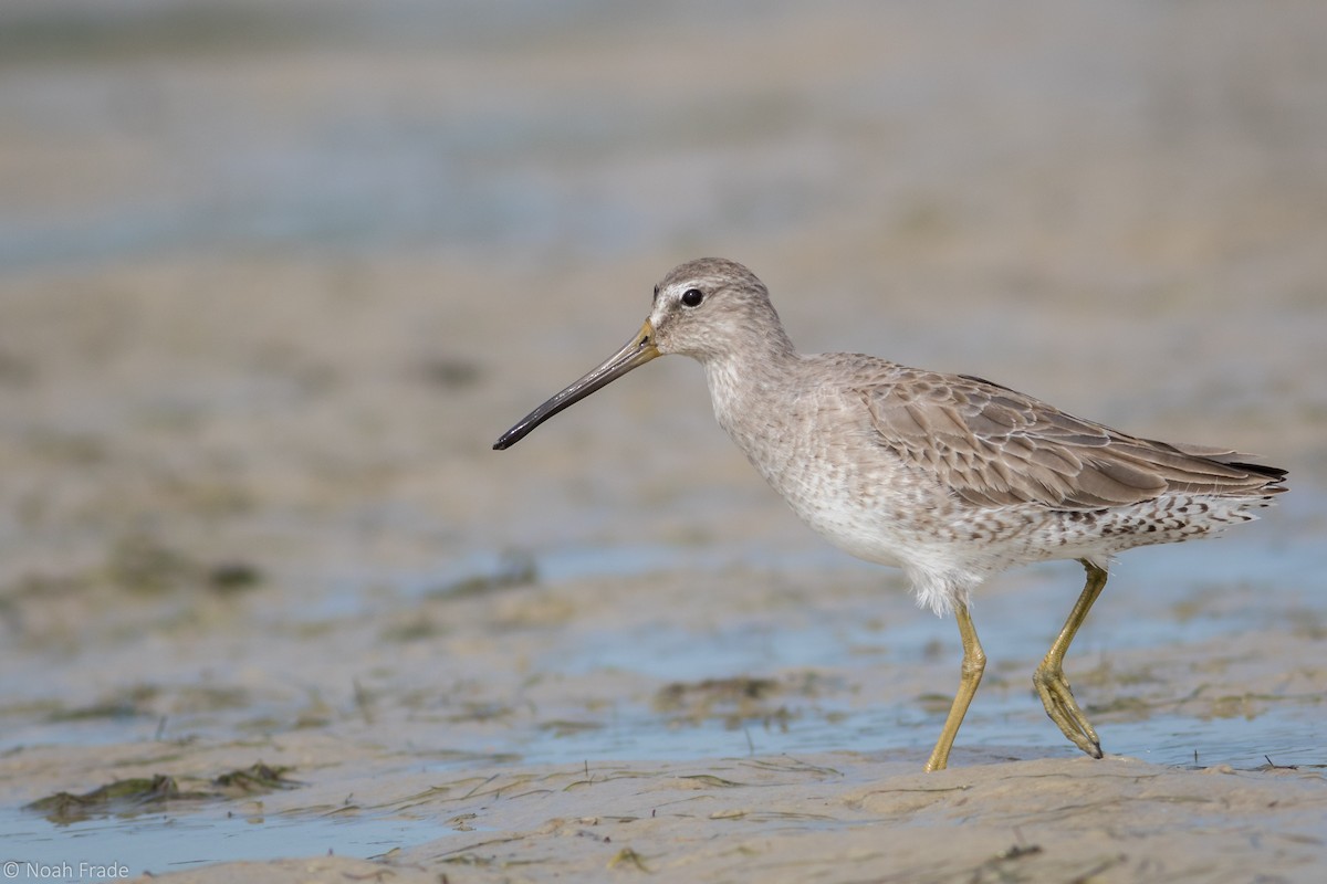 Short-billed Dowitcher - ML43347111