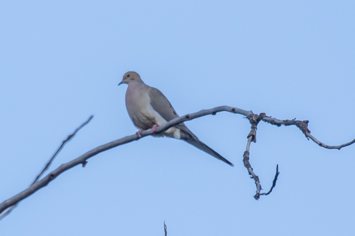 Mourning Dove - Ian Burgess