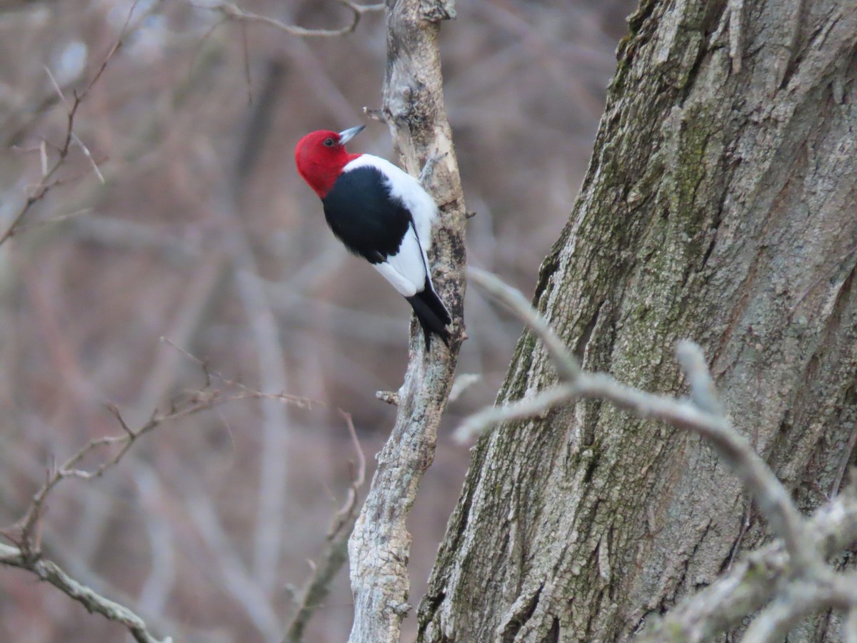 Red-headed Woodpecker - Thomas Riley
