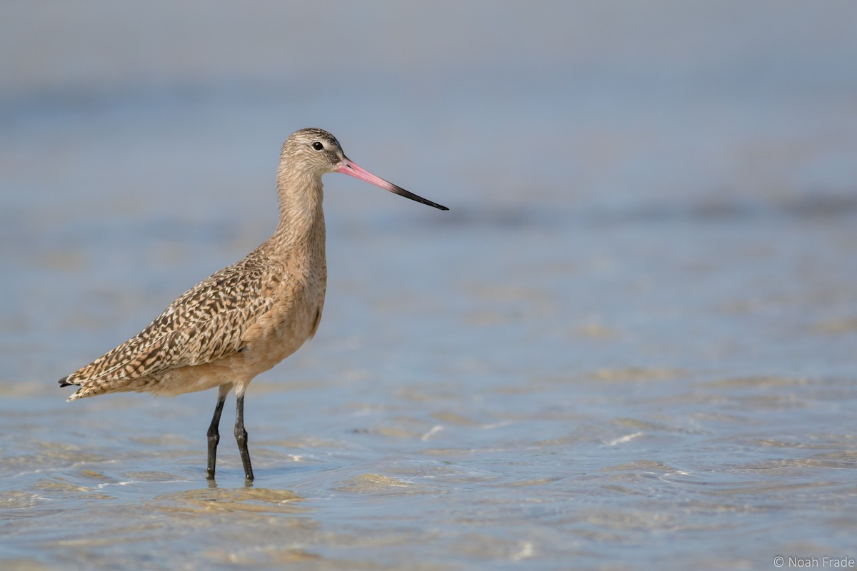 Marbled Godwit - ML43347201